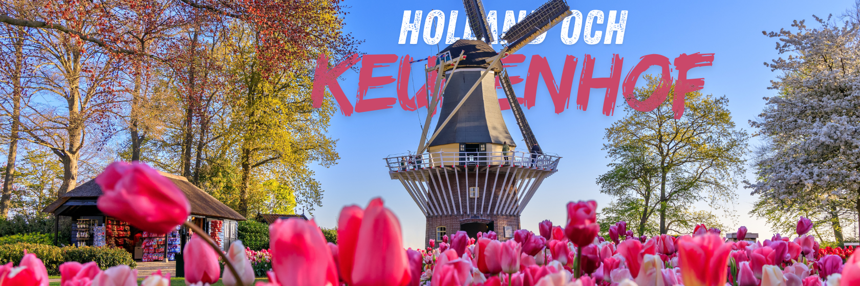 Vderkvarn i en tulpanodling i Holland